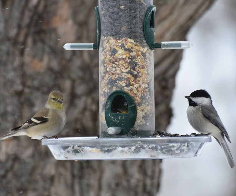 Treat Winter Feeding Like Survival Support