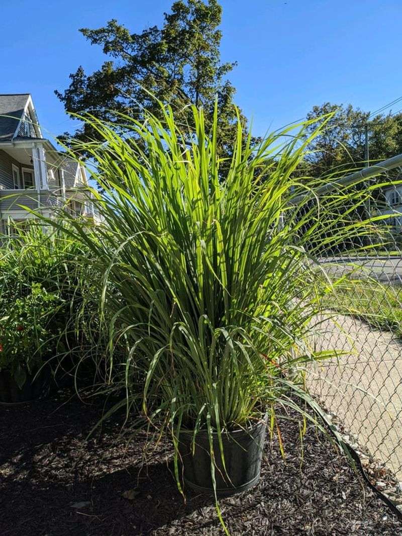 A Natural Shield Against Mosquitoes