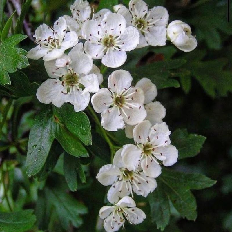 Seasonal Interest From Flowers Fruit And Fall Color