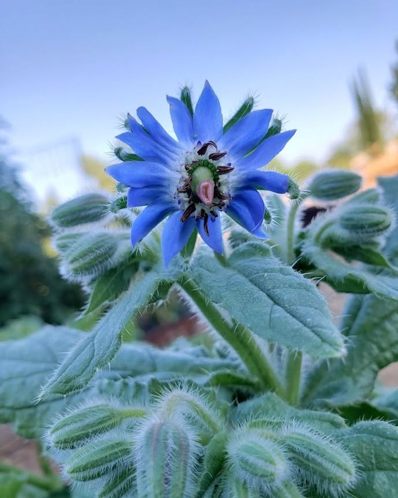 Blue Star Flowers That Keep Blooming
