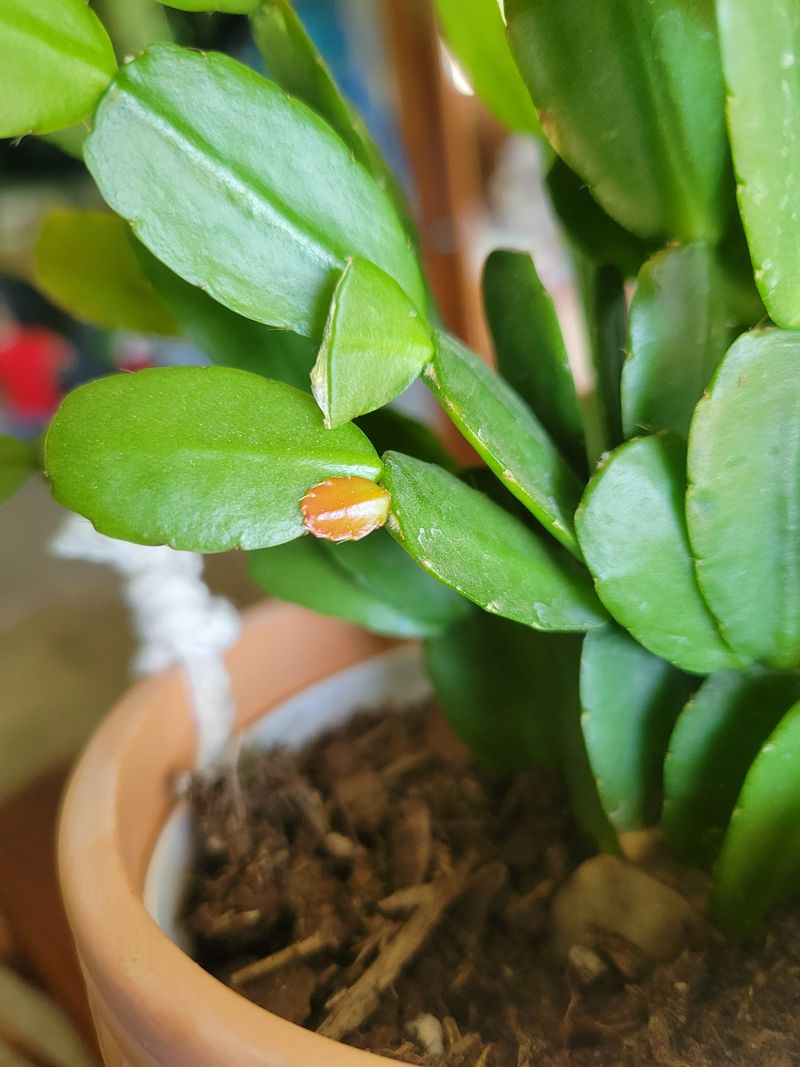 Long Dark Nights Trigger Bud Formation