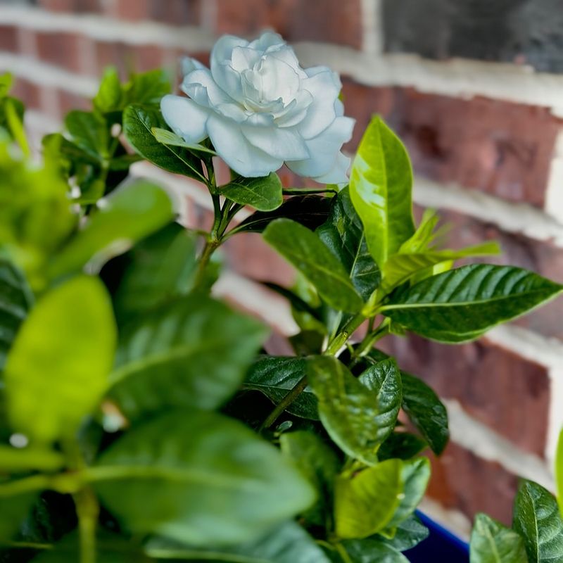 Glossy Evergreen Leaves Keep Entrances Looking Polished