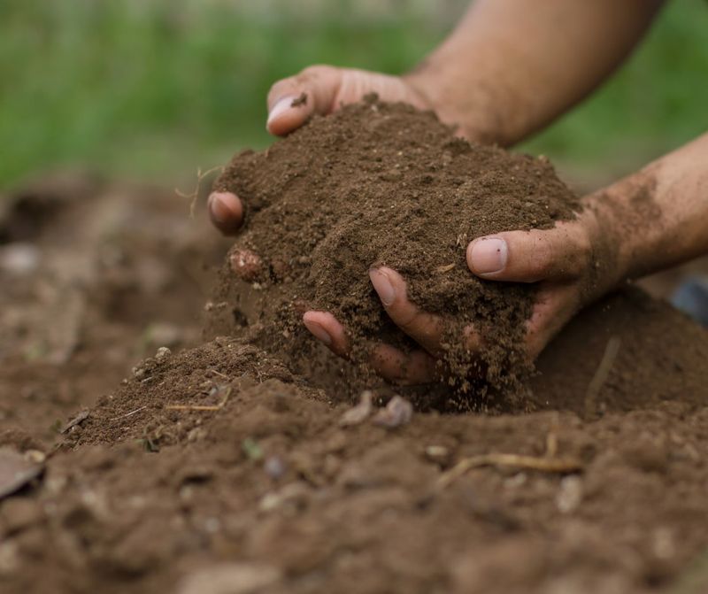 Naturally Fertile Soil That Does The Heavy Lifting