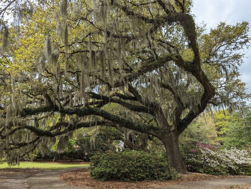 Home To The Famous Centuries Old Airlie Oak