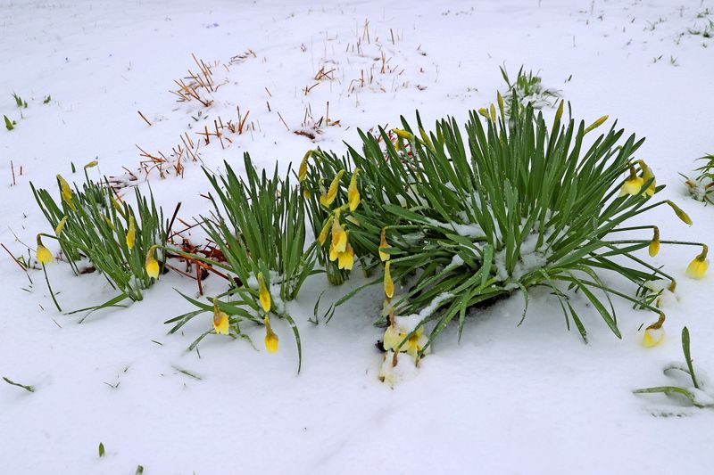 Snow Can Insulate Flower Buds If Temperatures Stay Near Freezing