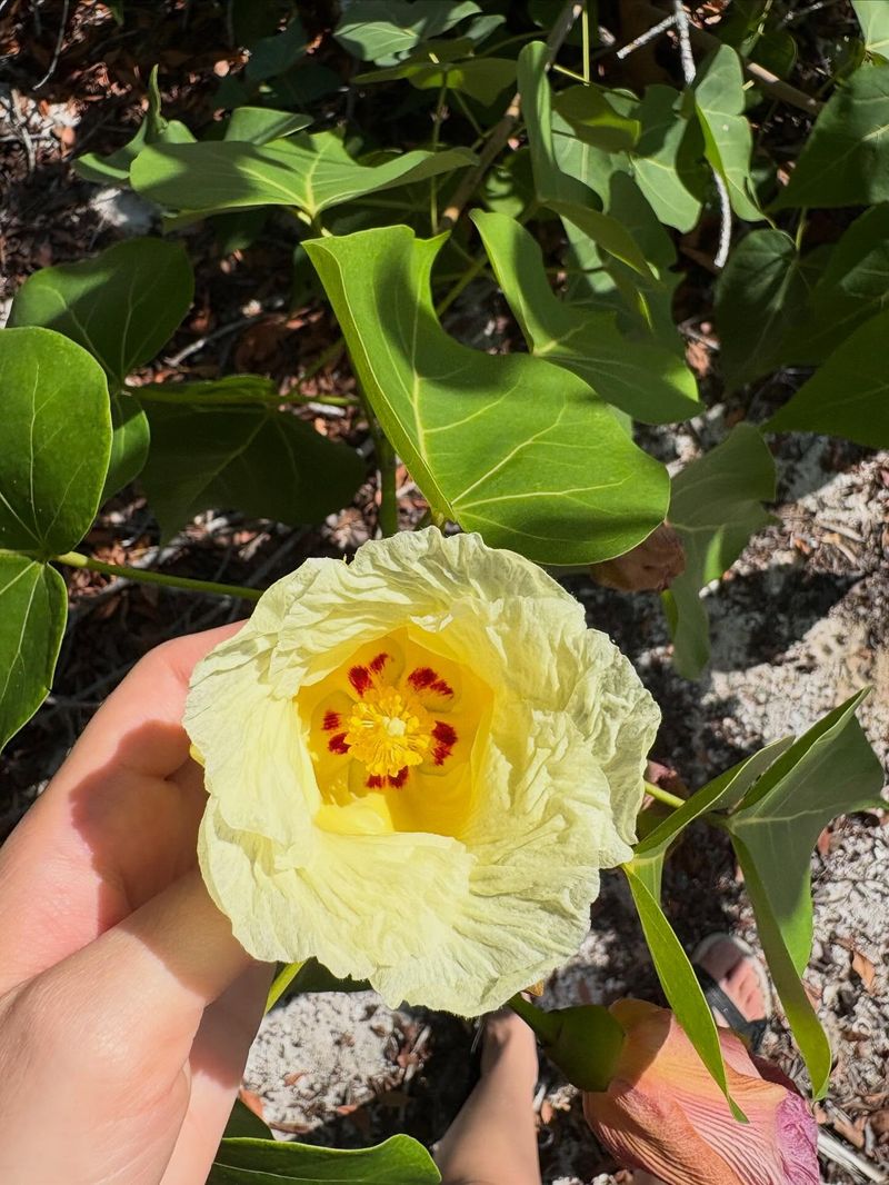 A Classic Florida Favorite Homeowners Trust