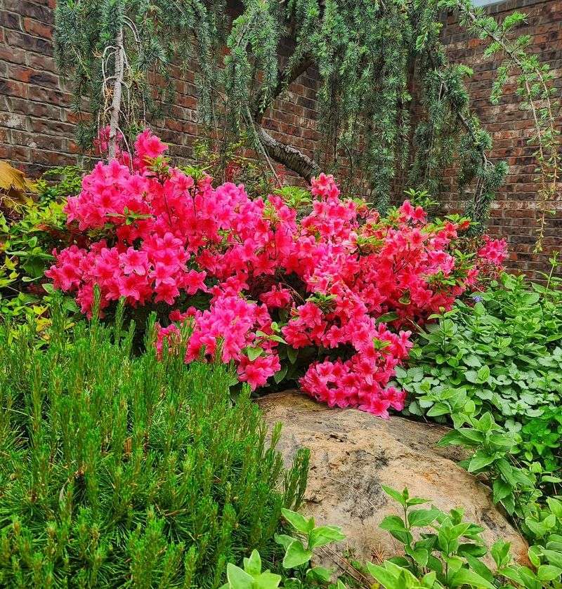 A Beautiful Way To Add Native Plants To Your Garden