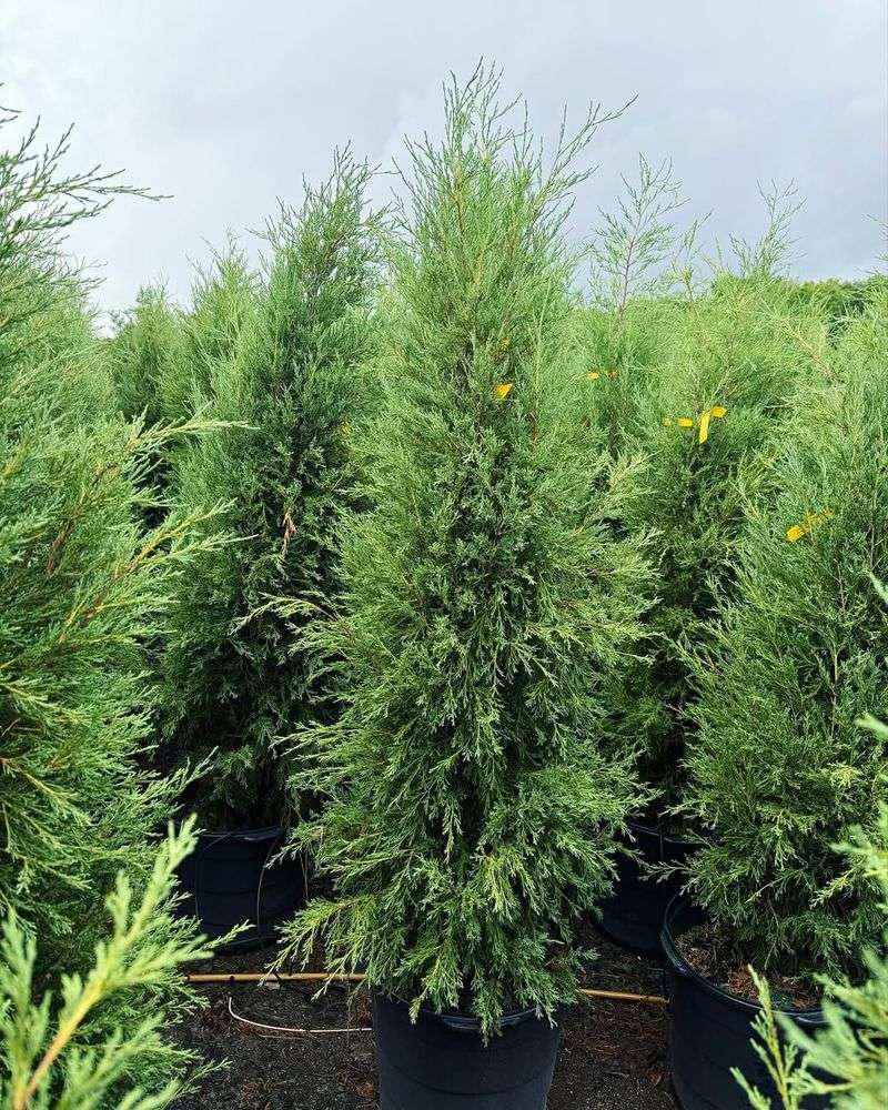 When And How To Plant In North Carolina