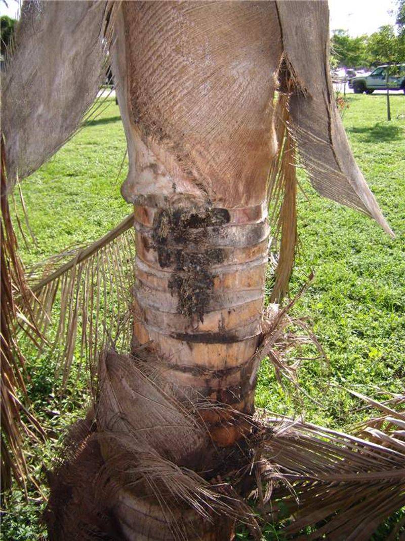 The Crown Turning Soft Means Rot Has Started