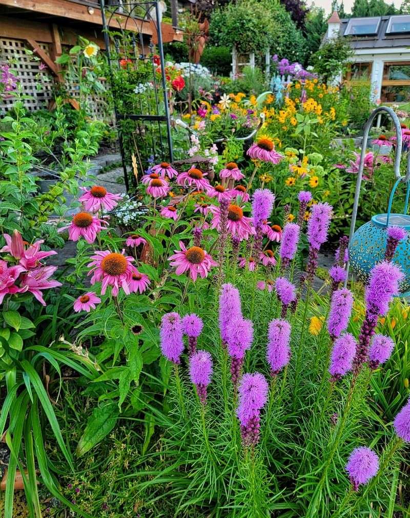How To Create A Bee-Friendly Fence Garden With Blazing Star?