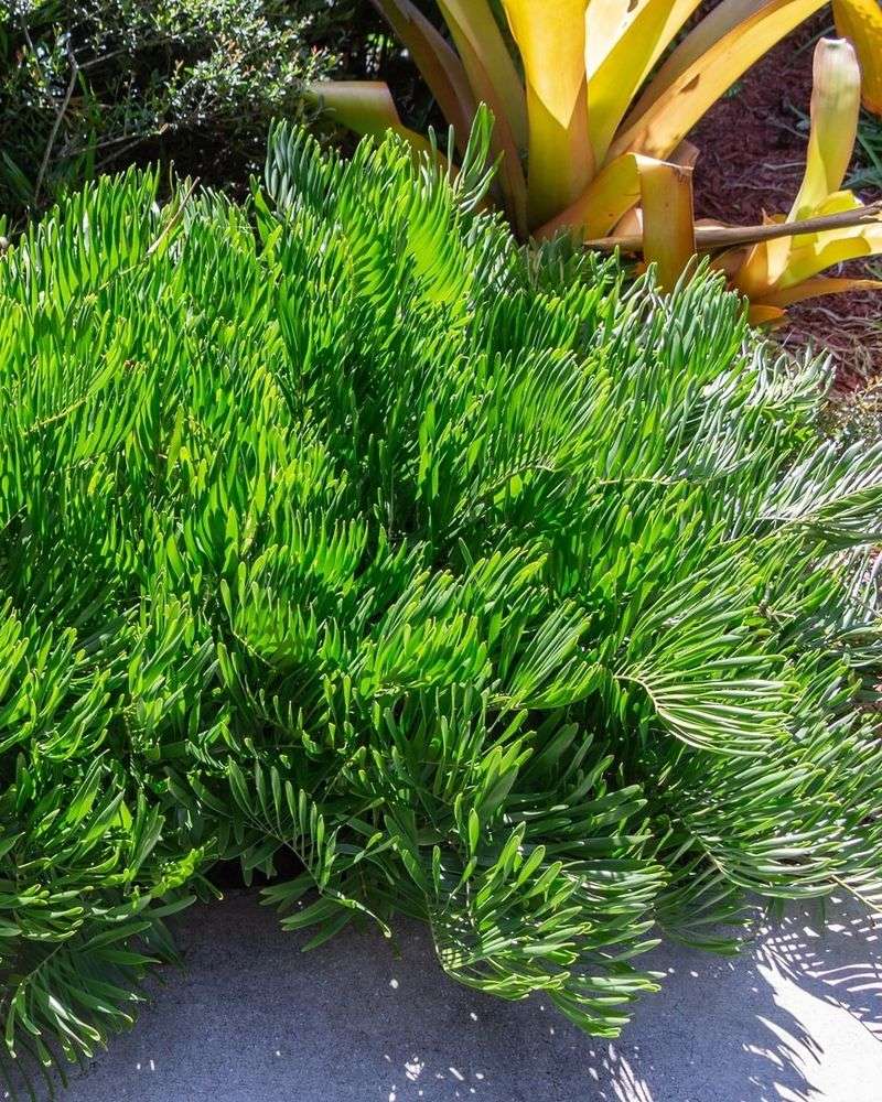 The Go To Plant For Low Maintenance Landscapes