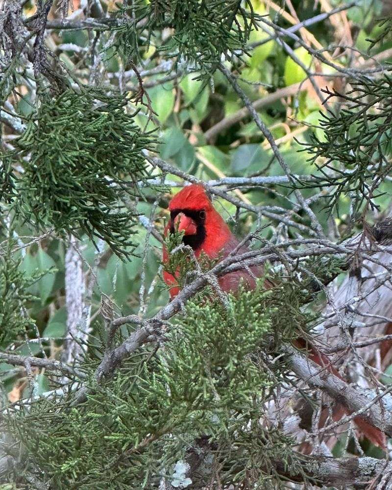 Why Cardinals Are Attracted To This Tree