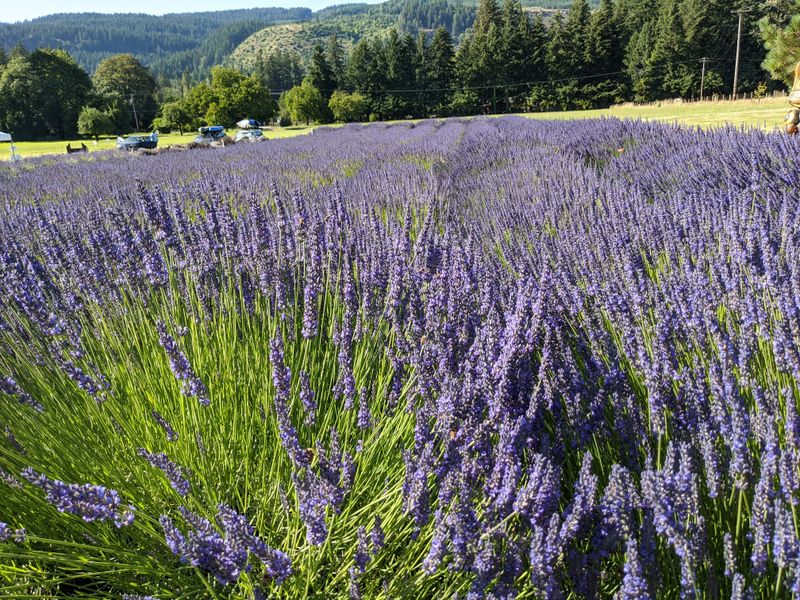 Rows Of Purple, Calm, And Country Charm
