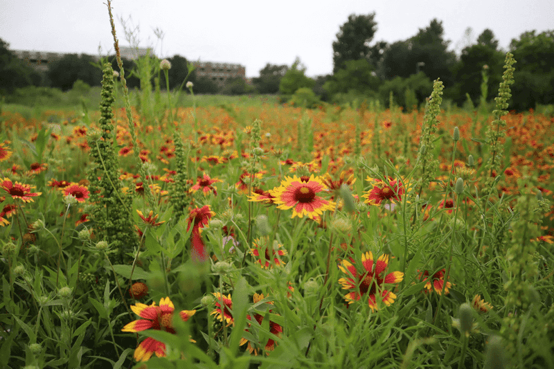 Exceptional Drought Tolerance