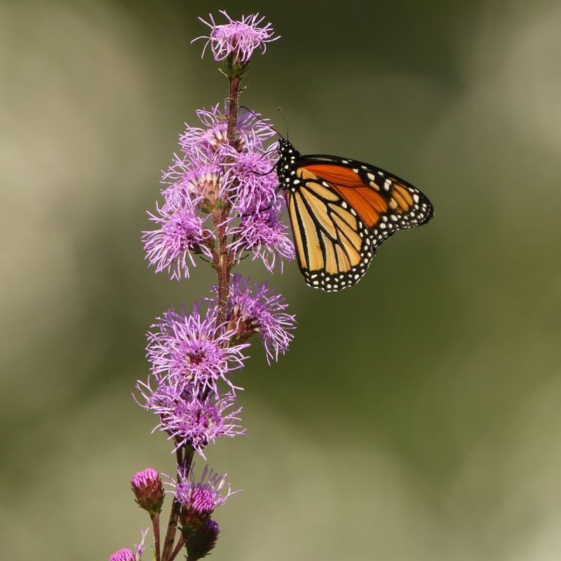 How Blazing Star Supports Monarch Migration?