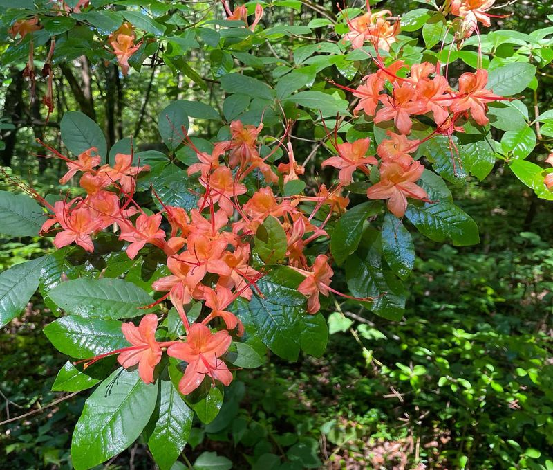 Inspires Visitors To Grow Native Plants At Home
