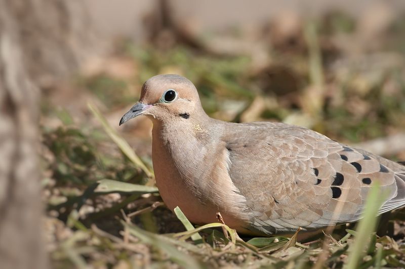 Gravel Or Sandy Patches Perfect For Dust Baths