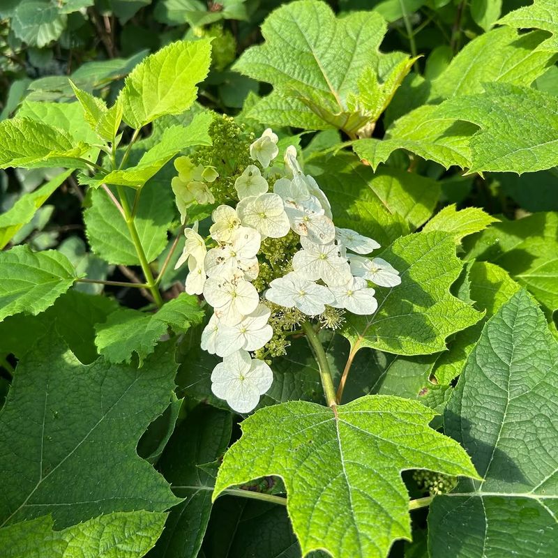 Reliable Fall Color That Extends The Show Beyond Bloom Season