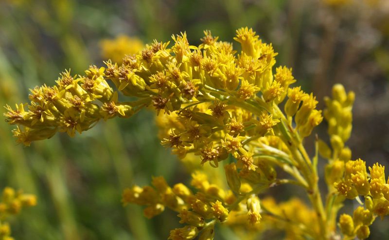 Goldenrod Is One Of The Best Nectar Sources For Bees