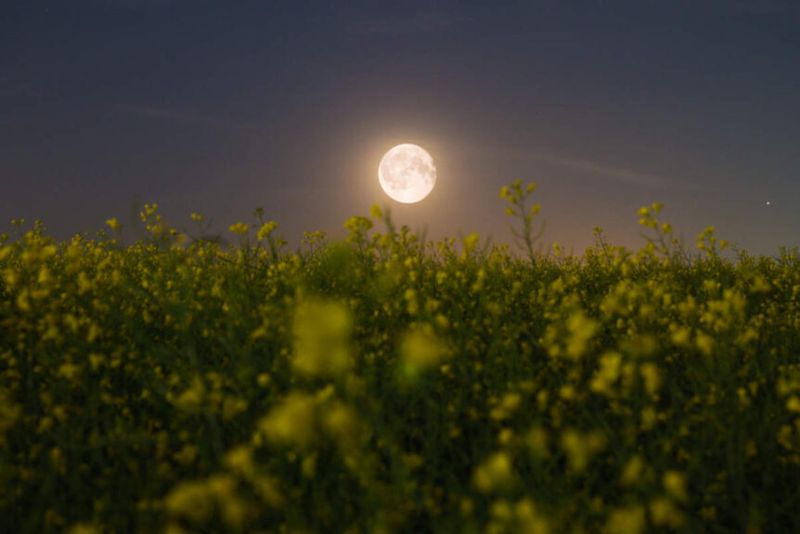 Understand Moon Planting As A Traditional Timing Method