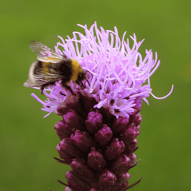 Blazing Star Is A Powerful Nectar Source For Bees