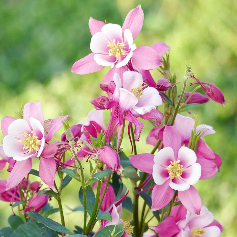 Why Columbine Is Perfect For Pennsylvania Gardens?