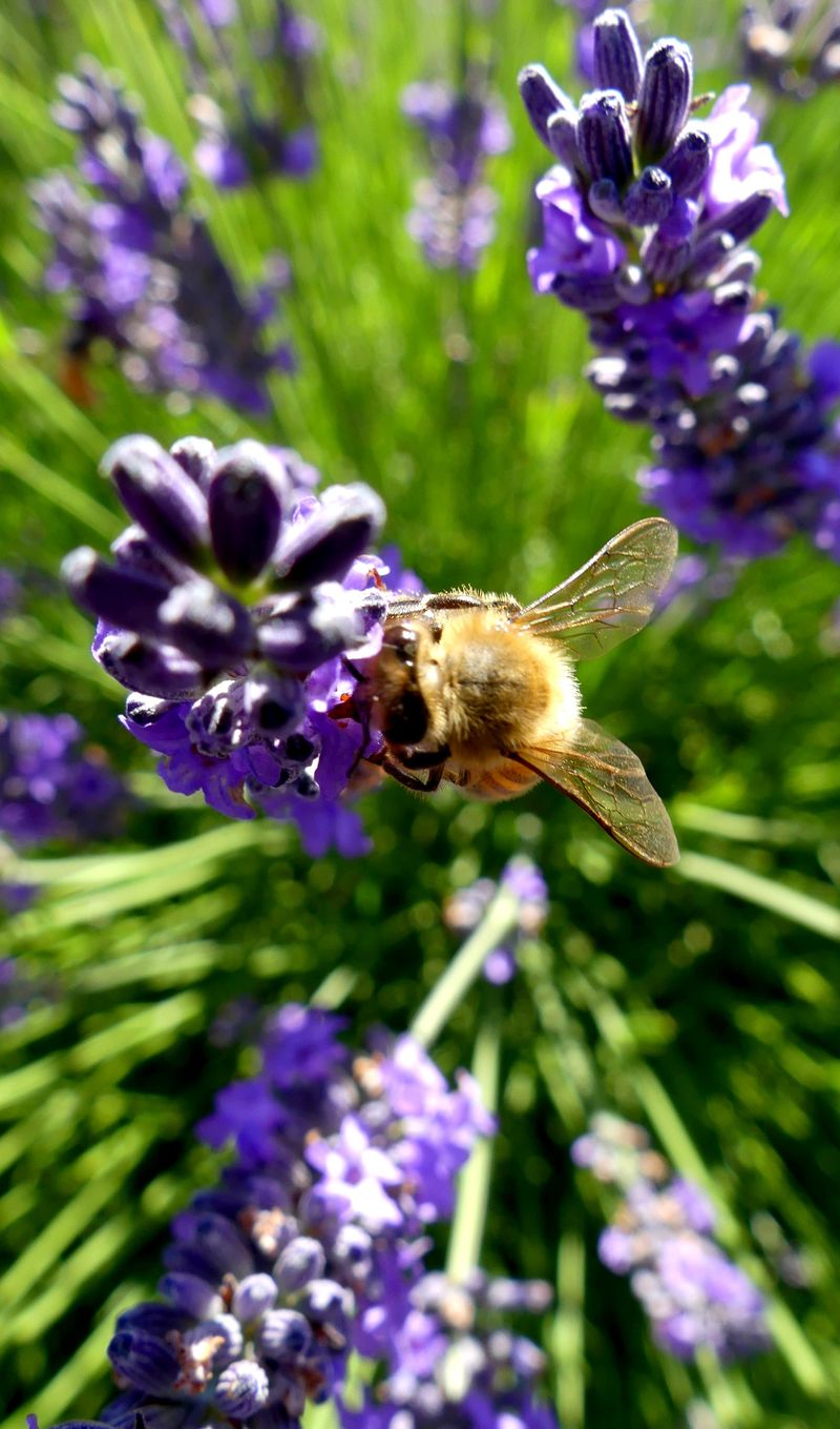 Small Farm - Big Lavender Charm