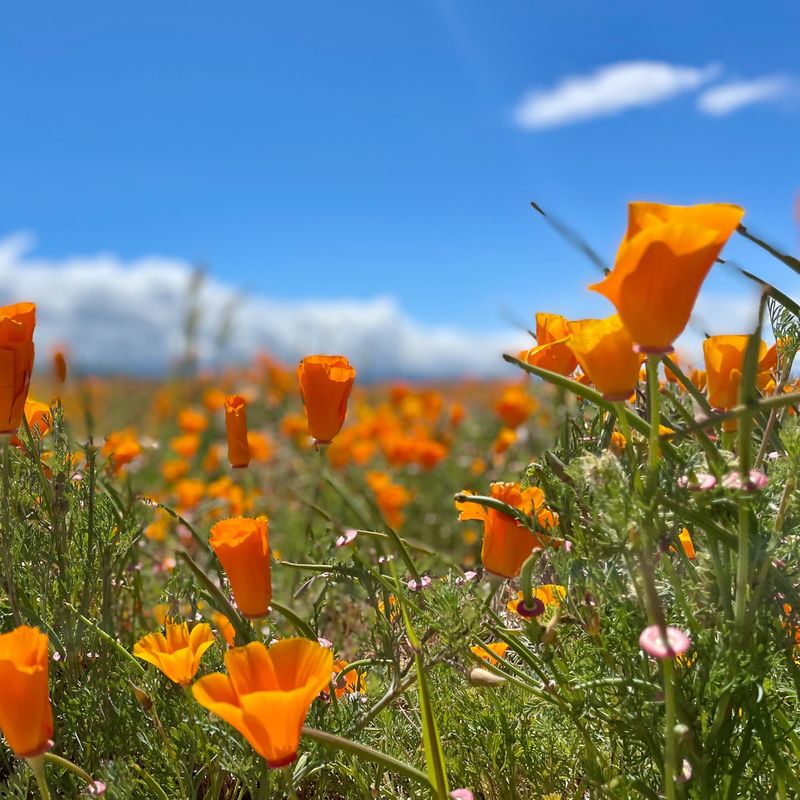 Strong Wildflower Displays Are Expected
