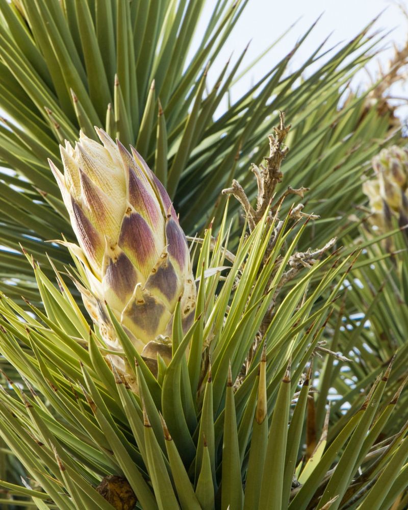 What's Causing The Early Flowers