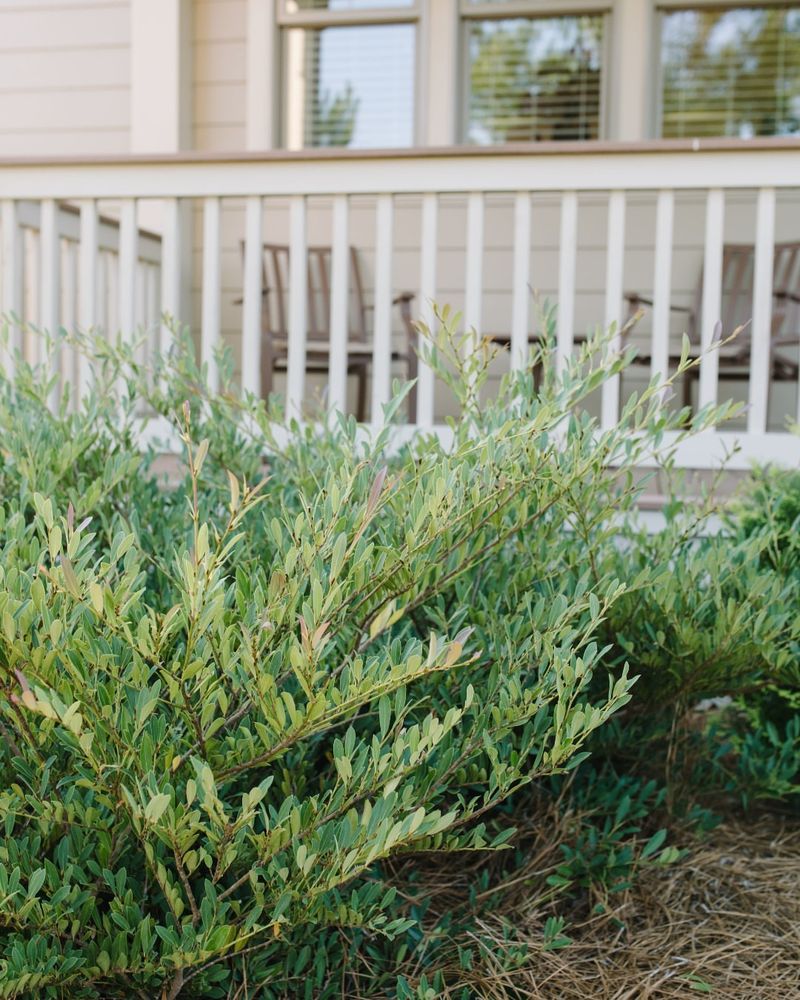 Distylium Provides Low-Maintenance Evergreen Structure