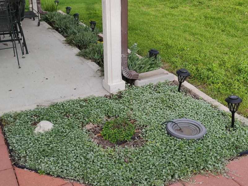 Silver Ponyfoot Spreads In Soft, Shimmering Waves