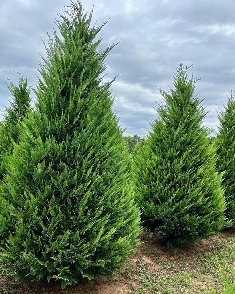 Leyland Cypress