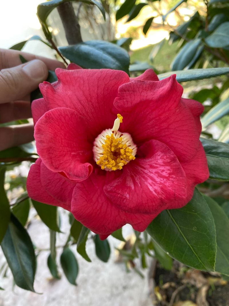 Long Lifespan Makes Camellias A Lasting Landscape Choice