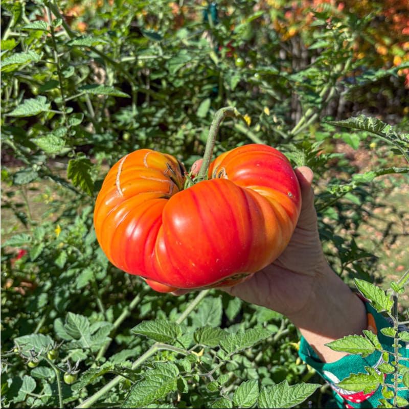 Tiny Nails, Big Tomato Dreams That Rarely Materialize