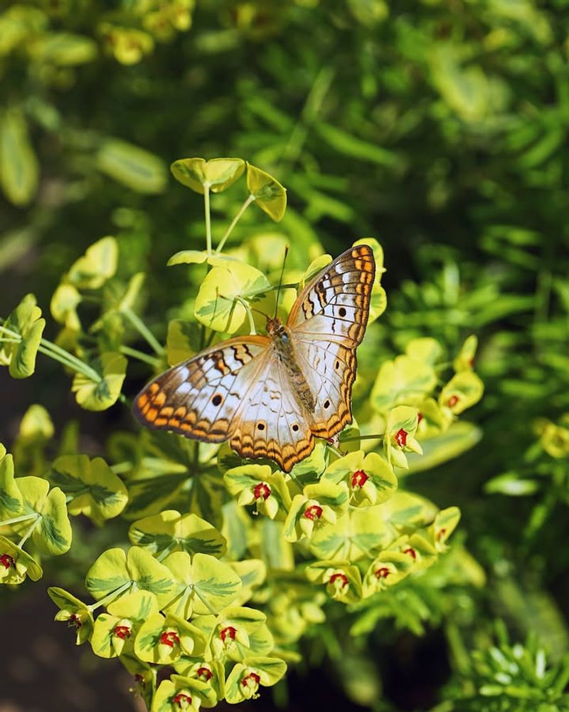 Skip Pesticides That Harm Caterpillars And Adult Butterflies