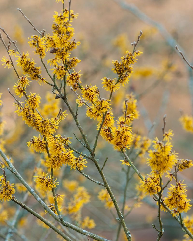 Witch Hazel Fills The Air With Fragrance