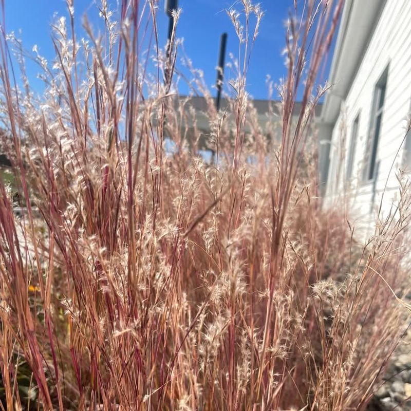 Use Little Bluestem For Structure And Fall Beauty