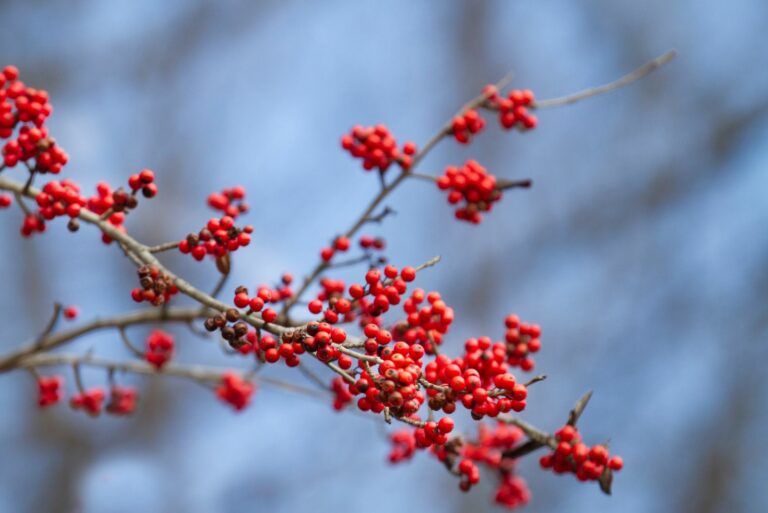 winterberry holly