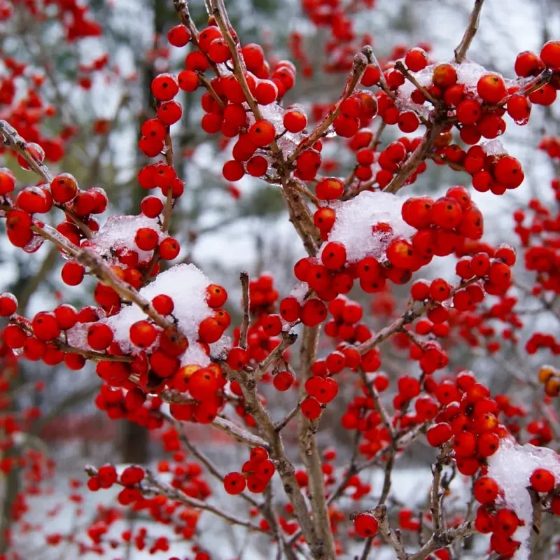 Plant Winterberry Shrubs For Bright Red Berries