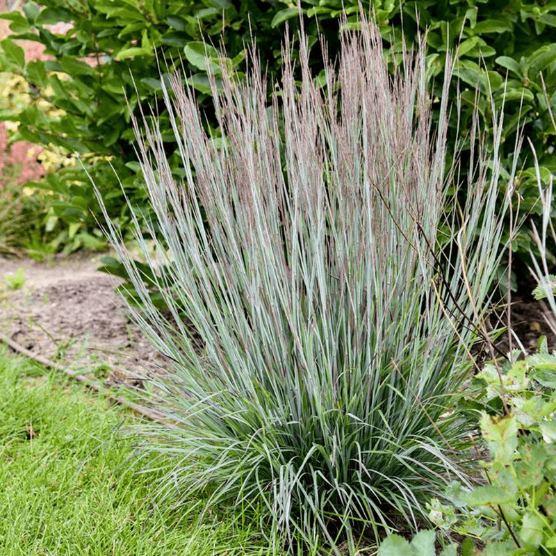 Use Little Bluestem For Upright Texture