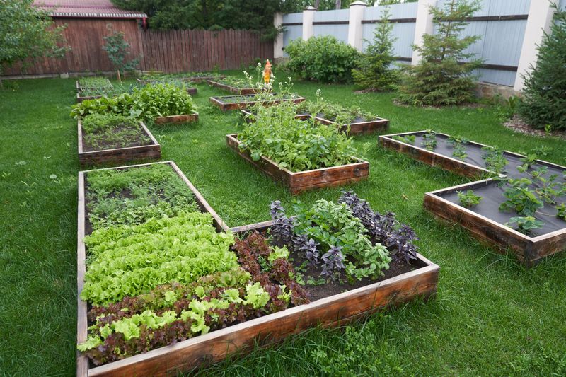 Plan Crop Rotation For Vegetable Areas