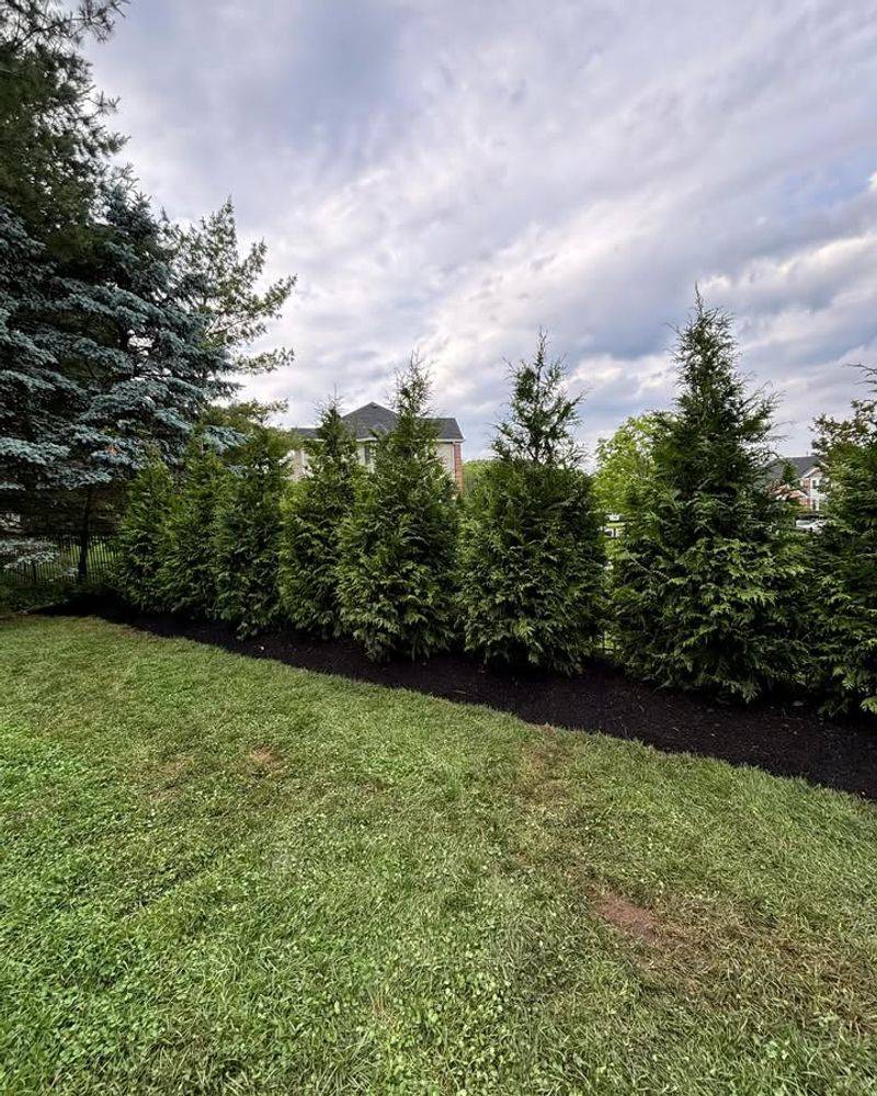 Plant Green Giant Arborvitae For Privacy
