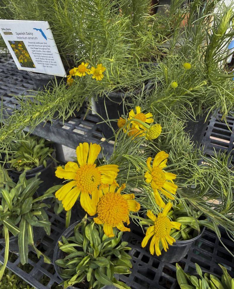 Oregon Sunshine (Eriophyllum lanatum)