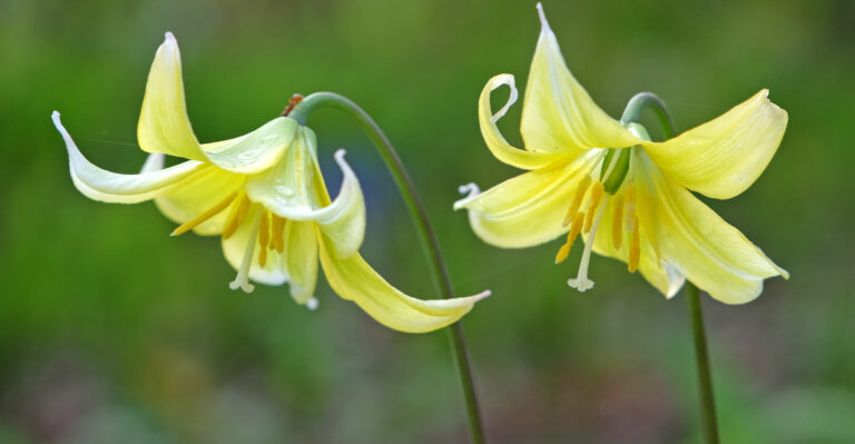 Yellow Fawn Lily