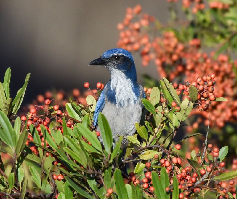 Plant Shrubs That Support Birds And Wildlife