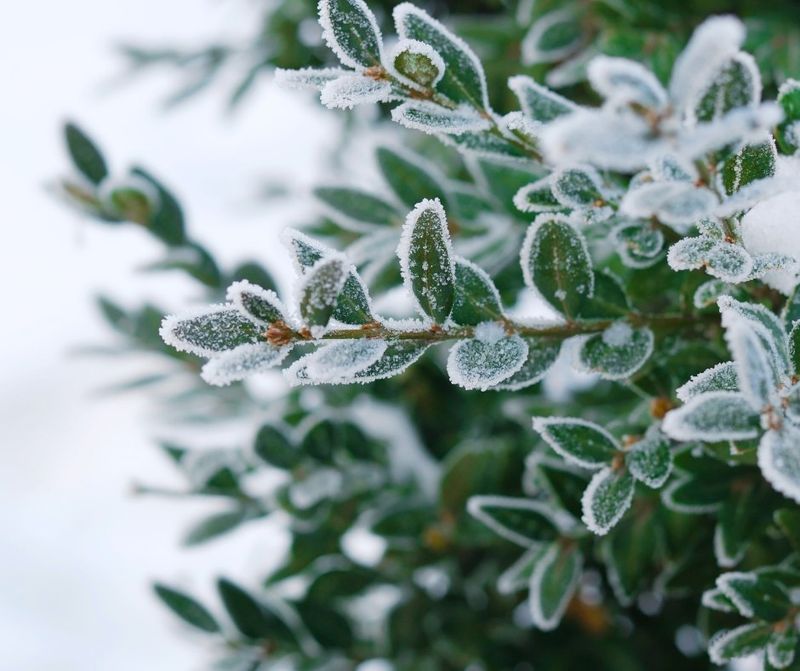 Prune After The Last Frost Not Before