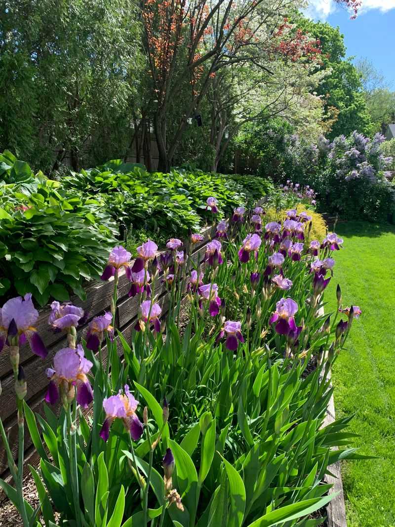 Slip In Spring Bulbs