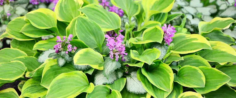 Use Foliage When Flowers Pause