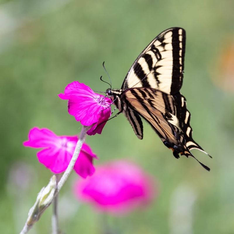 Skip Chemical Pesticides