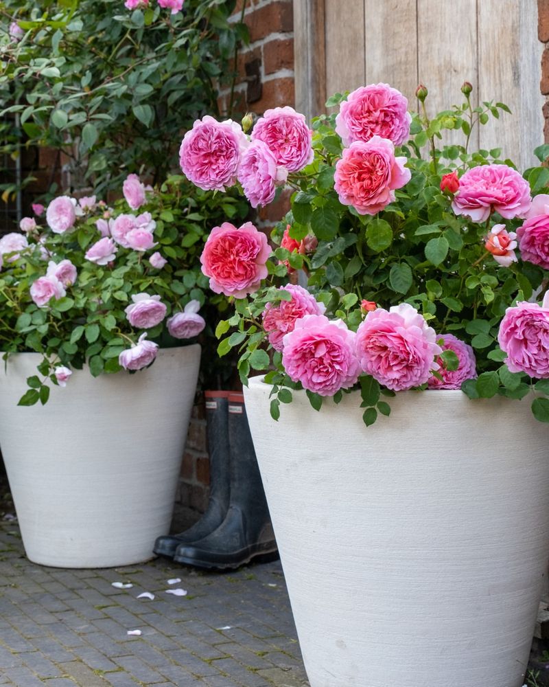 Group Pots In Valentine Tones Using Arizona-Tough Plants